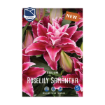 Lilium Roselily Samantha (3) - Крин