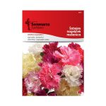Каранфил Микс (Dianthus caryophyllus L.)