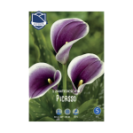 Zantedeschia Picasso (1) - Кала