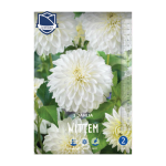 Dahlia Wittem (1) - Далија