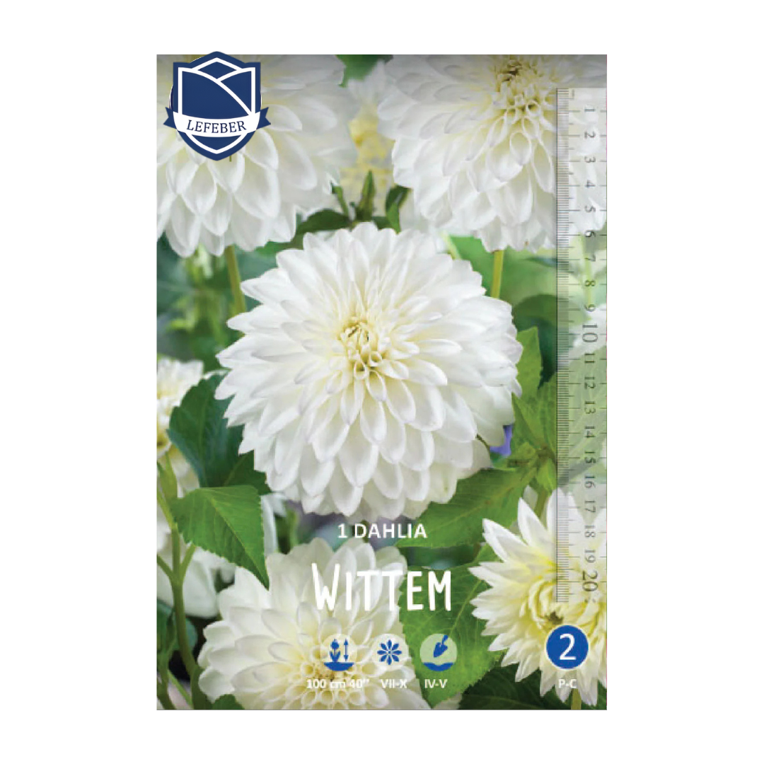 1701f6_622021e7938e44cab54c6ce8111b1202mv2.png Dahlia Wittem (1) - Далија - Image 1