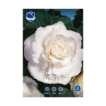 Begonia Double White (3) - Бегонија