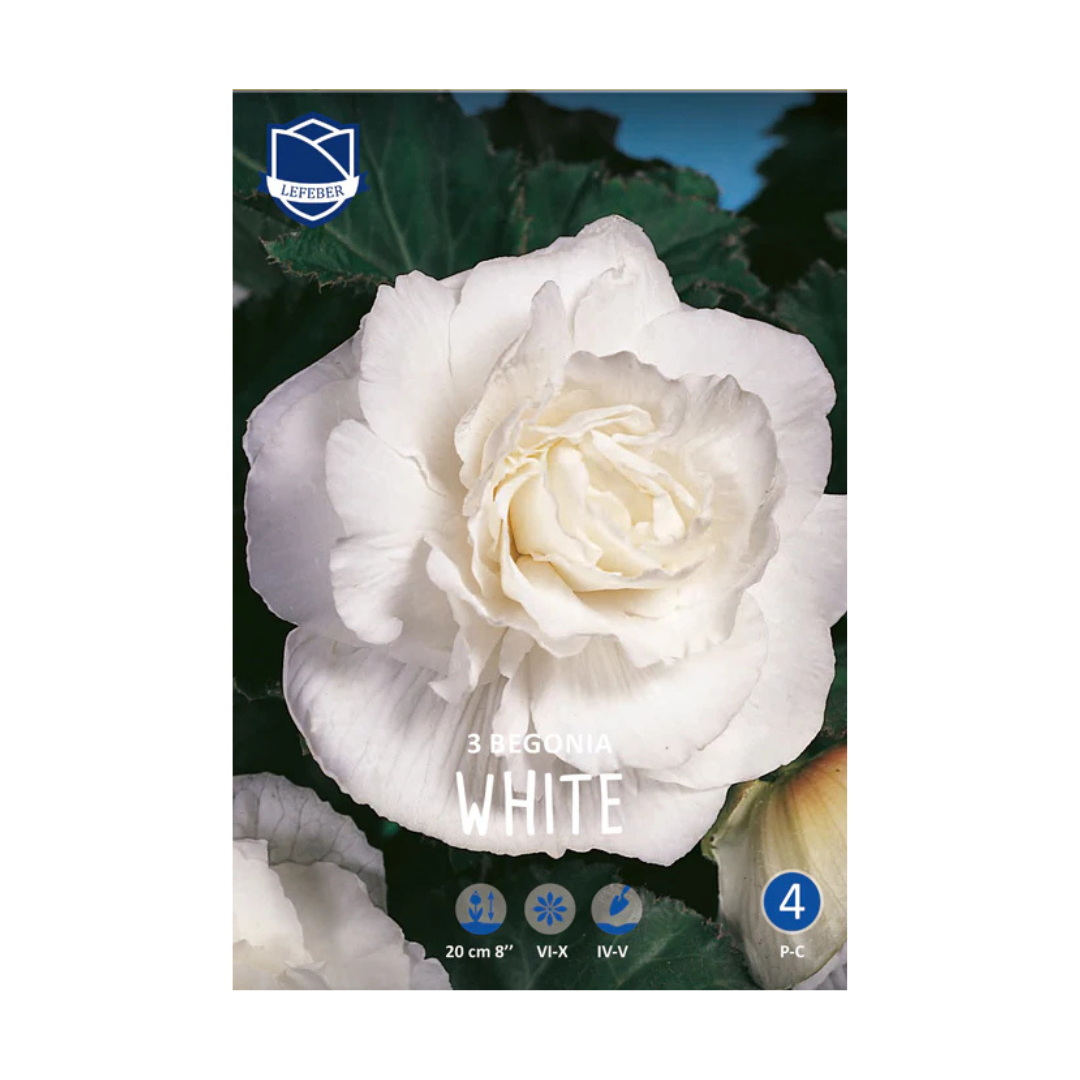 1701f6_62cc0d9adc494e57bb159804674438dbmv2.png Begonia Double White (3) - Бегонија - Image 1