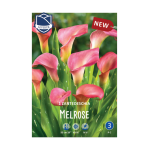 Zantedeschia Melrose (1) - Кала