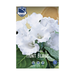 Gloxinia Mont Blanc (3) - Глоксинија