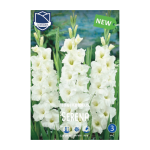 Gladiolus Serena (10) - Гладиола