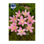 Zephyrantus Robustus (15) - Зефирантус