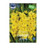 Gladiolus Charisma (10) - Гладиоли