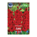 Gladiolus Roma (10) - Гладиола