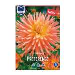 Dahlia Preference (1) - Далија