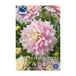 Dahlia Gitts Perfection (1) - Далија