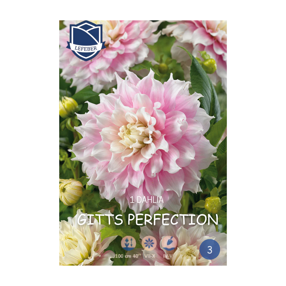 1701f6_7a2ec07c58564e5fa2fd7e11f3f2f709mv2.png Dahlia Gitts Perfection (1) - Далија - Image 1
