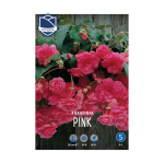 Begonia Pendula Pink (3) - Бегонија (Кавалер и Дама)