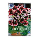 Gloxinia Kaiser Friedrich (3) - Глоксинија