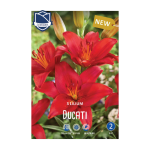 Lilium Ducati (3) - Крин