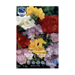 Freesia Double (20) - Фрезија