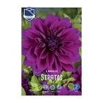Dahlia Stratos (1) - Далија