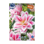 Lilium Roselily Mikaela (3) - Крин