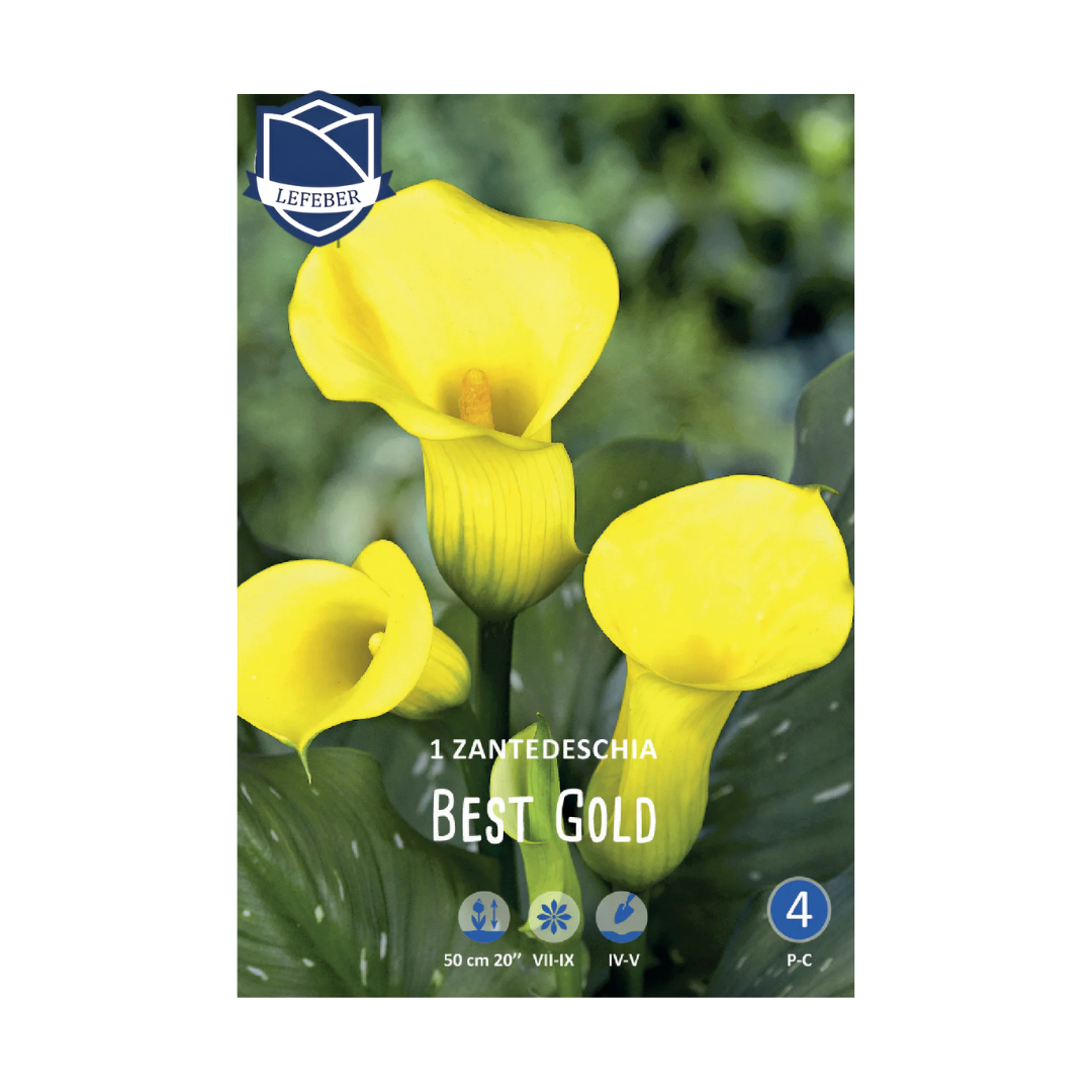 1701f6_8e2ee6f3d4ff497f95dde8531b387468mv2.png Zantedeschia Best Gold (1) - Кала - Image 1