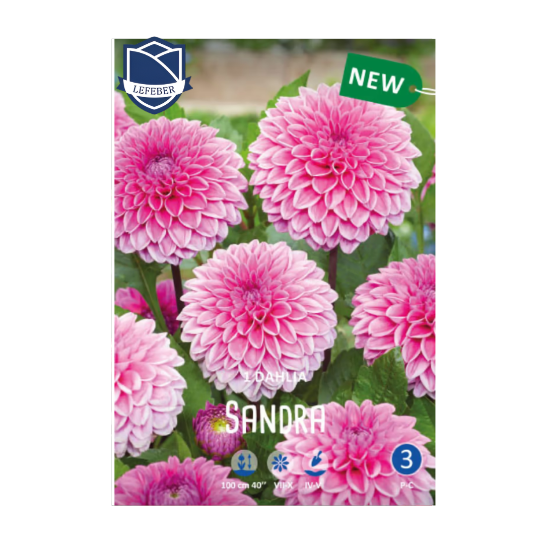 1701f6_8ffa44431de04849a99a57e0a753ebd3mv2.png Dahlia Sandra (1) - Далија - Image 1