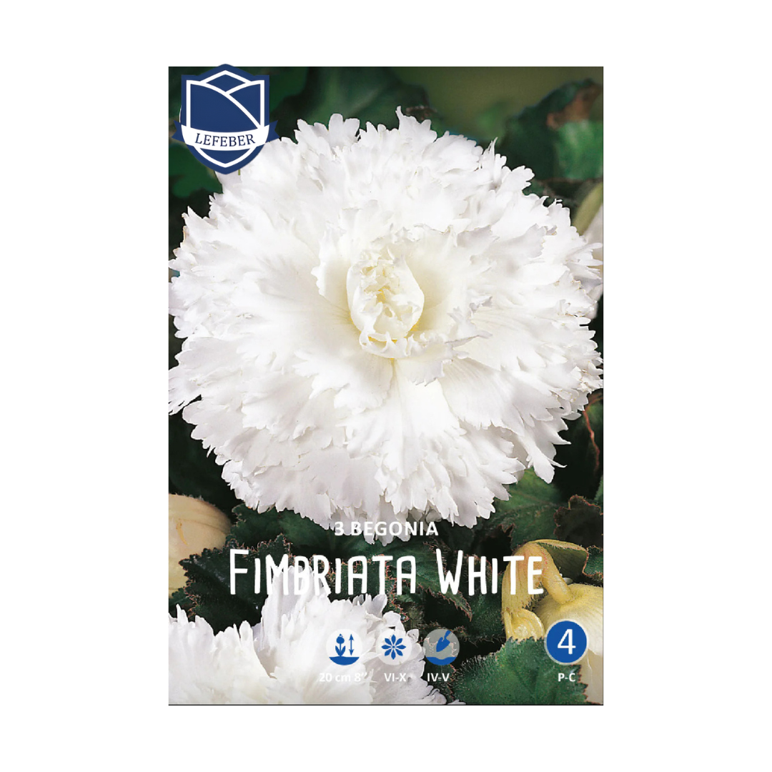 1701f6_93e73fc639af4e899ac2ca64ec0f7854mv2.png Begonia Fimbriata White (3) - Бегонија - Image 1