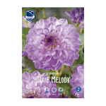 Dahlia Dixie Melody (1) - Далија