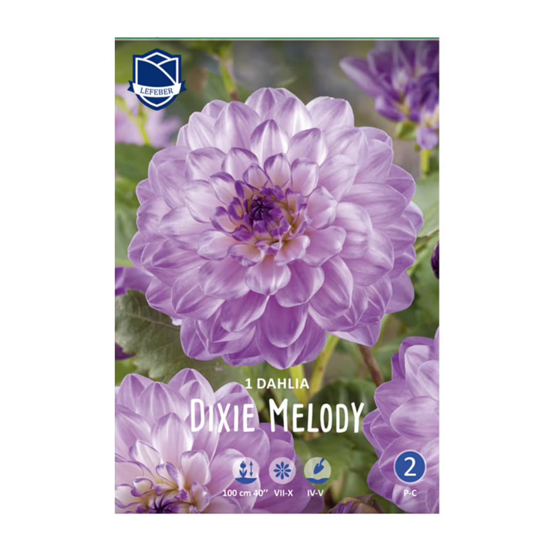 1701f6_940c26c82dd9495c837a3e39c7defbf3mv2.png Dahlia Dixie Melody (1) - Далија - Image 1