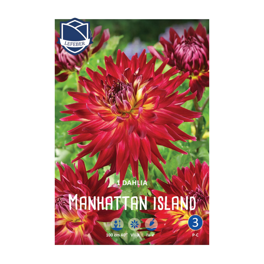 1701f6_95ec7181f82b4449af9c064861ef9380mv2.png Dahlia Manhattan Island (1) - Далија - Image 1