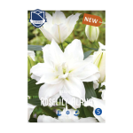 Lilium Roselily Alana (3) - Крин