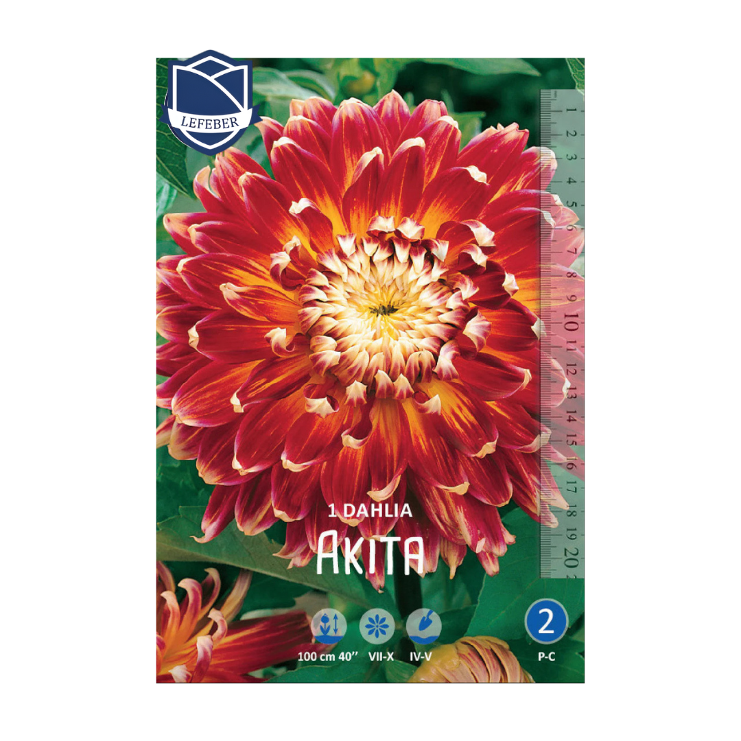 1701f6_972a92990df54e86938675bc7a768d0bmv2.png Dahlia Akita (1) - Далија - Image 1