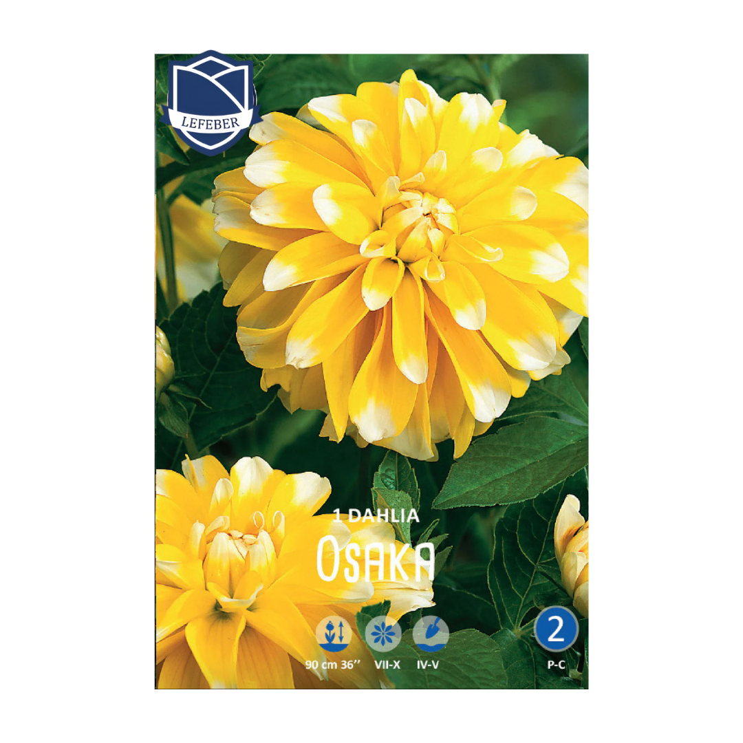 1701f6_997a8ed992004747a5225d8d00ffa7ffmv2.png Dahlia Osaka (1) - Далија - Image 1