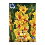 Gladiolus Jester (10) - Гладиола