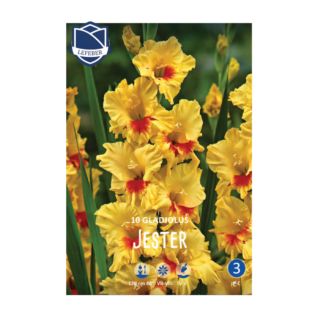 1701f6_9c81420eabe241ba892c543d6e4cf913mv2.png Gladiolus Jester (10) - Гладиола - Image 1