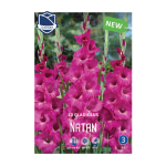 Gladiolus Natan (10) - Гладиола