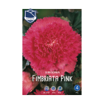 Begonia Fimbriata Pink (3) - Бегонија