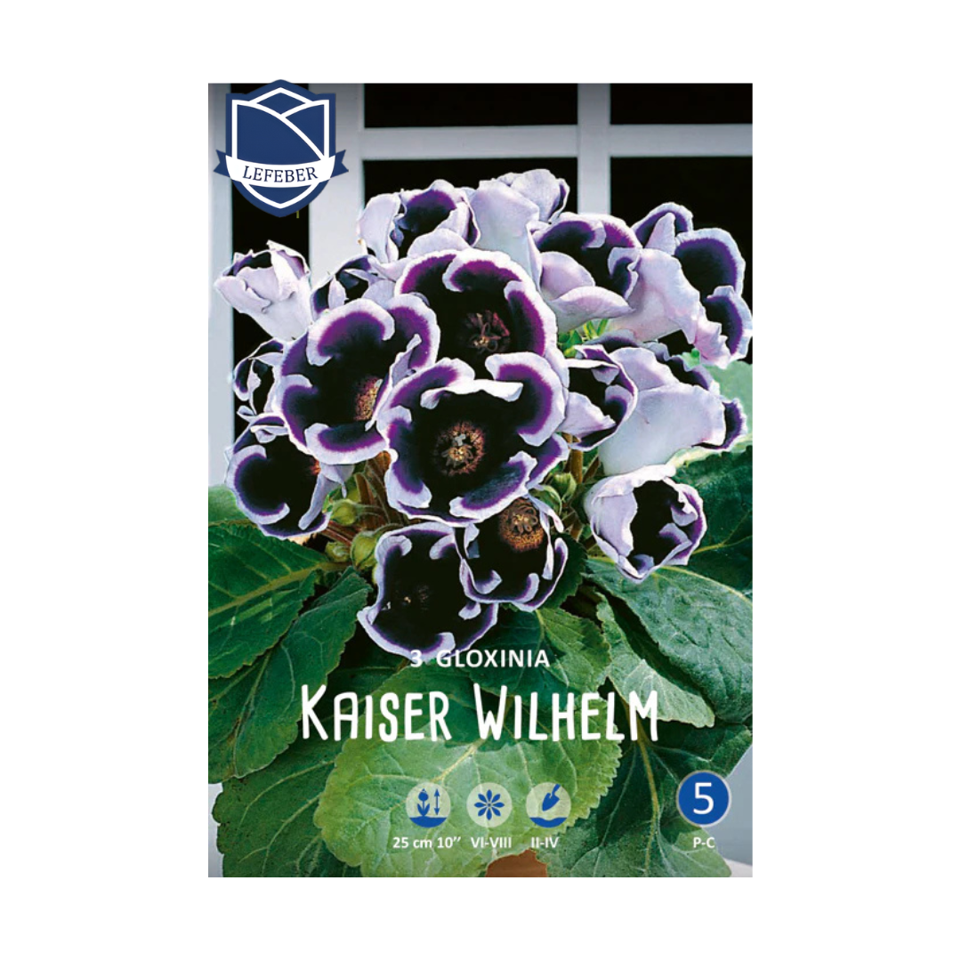 1701f6_9f83795ba0db4e1ebfd4881e4a413e00mv2.png Gloxinia Kaiser Wilhelm (3) - Глоксинија - Image 1