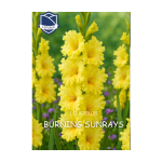 Gladiolus Burning Sunrays - Гладиоли