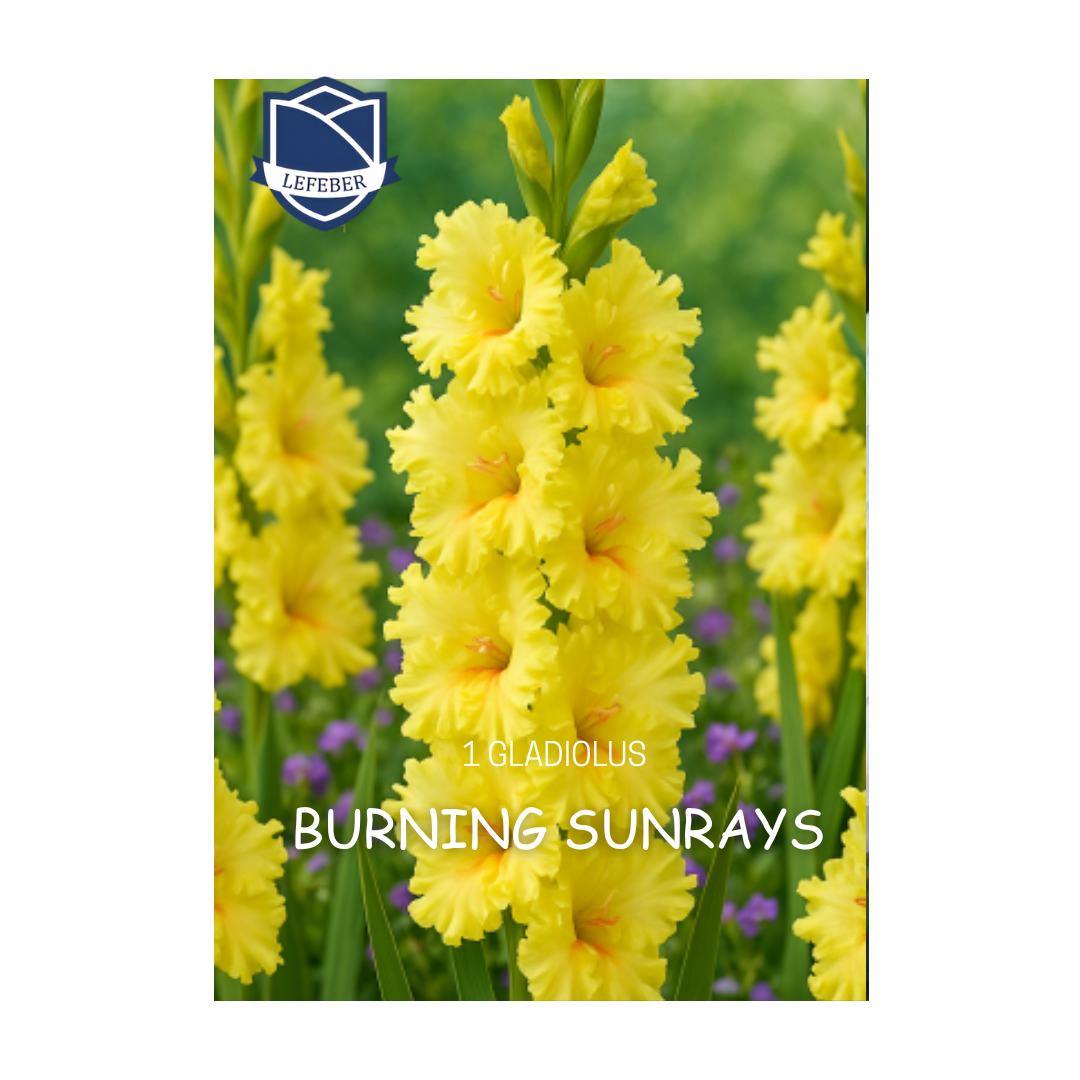 1701f6_a188e1fd4411448c8503d29179a25a84mv2.png Gladiolus Burning Sunrays - Гладиоли - Image 1