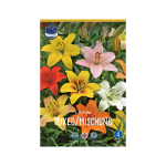Lilium Asiatic Mixed Colors (5) - Крин