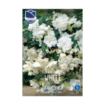 Begonia Pendula White (3) - Бегонија (Кавалер и Дама)