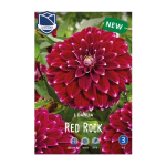 Dahlia Red Rock (1) - Далија