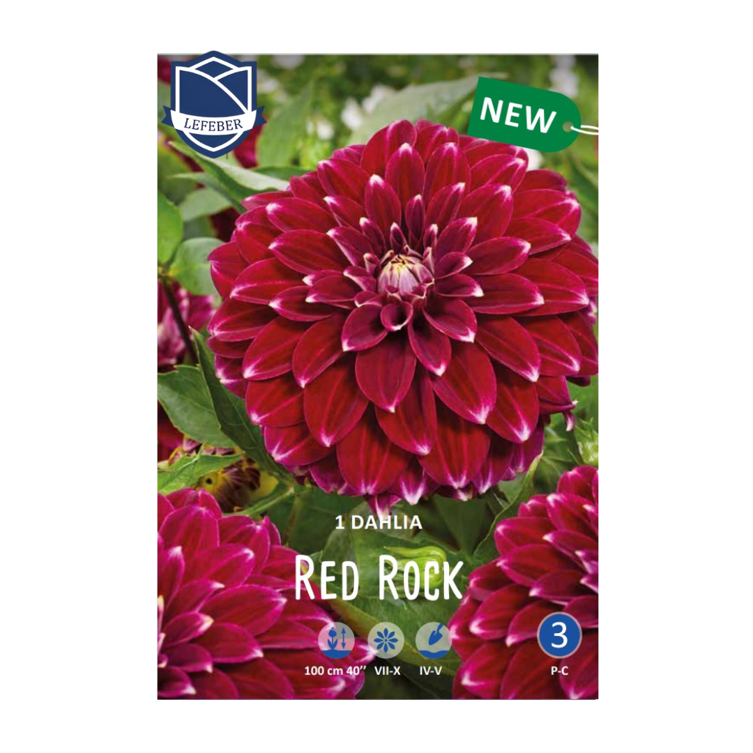 1701f6_ab13c84f8fef446c8eebb5bc306fa3camv2.png Dahlia Red Rock (1) - Далија - Image 1