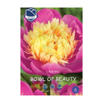 Paeony Bowl of Beauty (1) - Божур