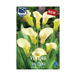 Zantedeschia Ventura (1) - Кала
