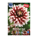 Dahlia Mystery Day (1)  - Далија