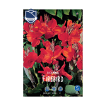 Canna Firebird (3) - Кана