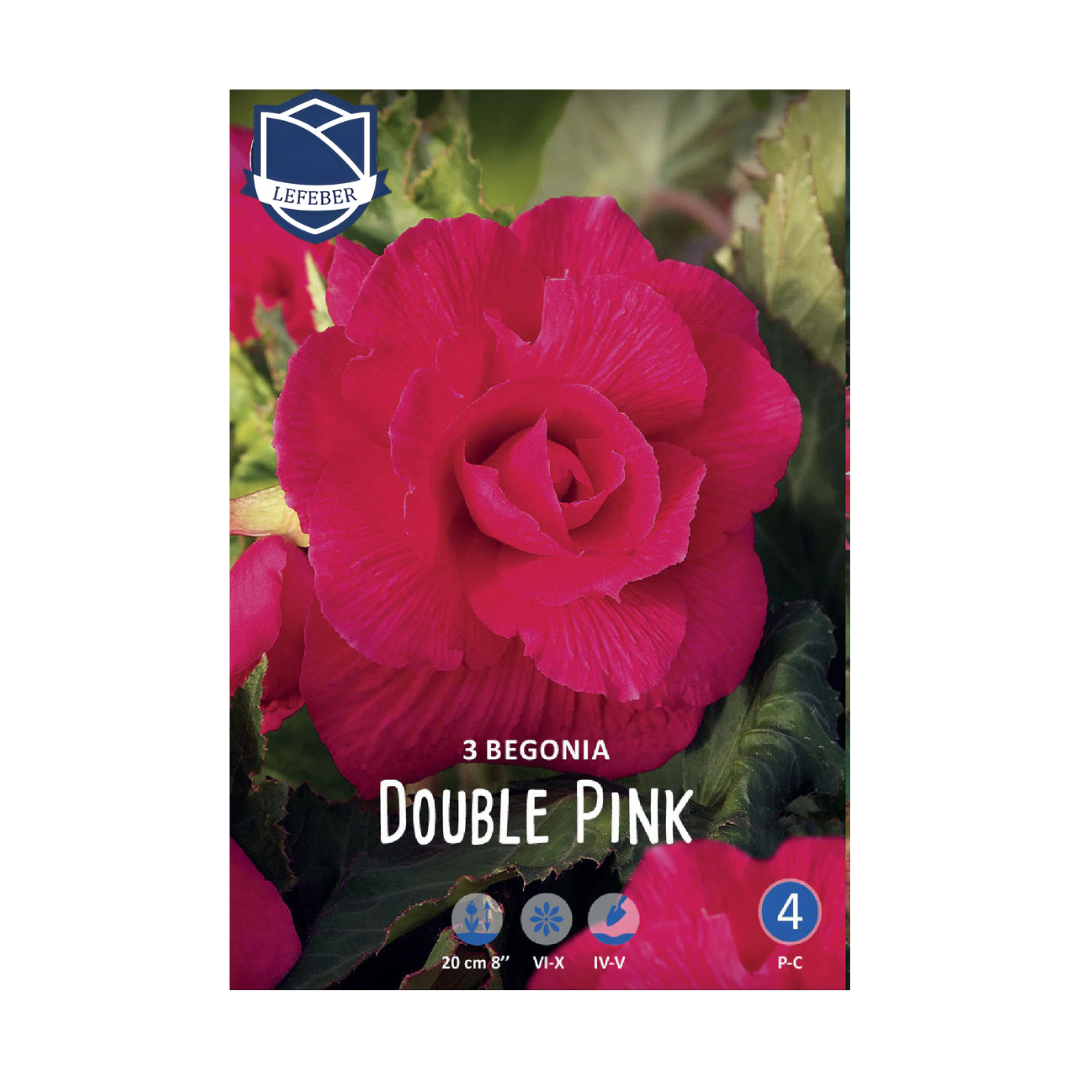 1701f6_b20fd127d3d443d19cdaac8139a527e0mv2.png Begonia Double Pink (3) - Бегонија - Image 1