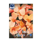 Canna Tropical Sunrise (3) - Кана
