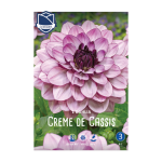 Dahlia Creme de Cassis (1) - Далија