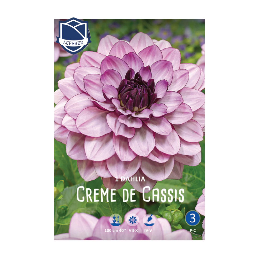 1701f6_b53fd021fd144e0288233a7dd0f7b64fmv2.png Dahlia Creme de Cassis (1) - Далија - Image 1